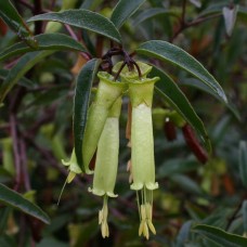 Correa Chef's Cap x 1 Plants Hardy Native Fuchsia Cream Green Flowering Hat Cottage Shade baeuerlenii Chefs Border Rockery